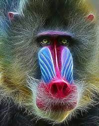 Mandrill Baboon Photo By Photographer Thanh Lam Animals Beautiful Mandrill Baboon