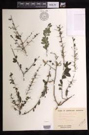 Image result for Acalypha caperonioides