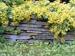 Image result for Alchemilla ellenbeckii