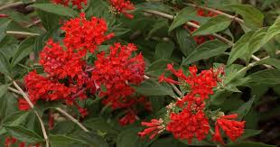 We did not find results for: In The Garden Plant Of The Week Firecracker Bush Bouvardia Ternifolia Rmpbs