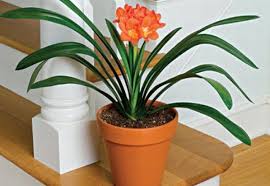 Din pacate, infloresc destul de greu, insa o data aparute. 5 Plante Ideale Pentru Cultivarea In Apartament