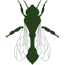 Like you, we enjoy arizona living and we want to play an active role in making our homes and communities a better place to raise children, run our businesses and forge a future filled with unlimited promise, free from the worries of unwanted. Bee Control Wasp Exterminator Queen Creek San Tan Valley Mesa Chandler Gilbert Best Pest Control In San Tan Valley Peep S Pest Control