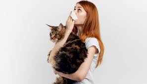 Maybe you would like to learn more about one of these? Can You Live With A Cat If You Are Allergic Rehome By Adopt A Pet Com