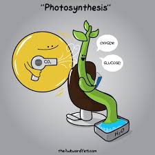 And in this article, we have picked only the best and the funniest plant puns for you to have all the laughter and fun you deserve by yourself and with friends and family. Weekly Reflection 2 5 9 Ap Biology