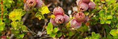 We did not find results for: Edible Native Plants Sydney Wildflower Nursery