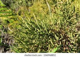 Image result for Sarcocornia