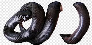 5,594 transparent png illustrations and cipart matching snake. Black Snake Snake Png For Picsart Hd Png Download 601x298 2637070 Png Image Pngjoy