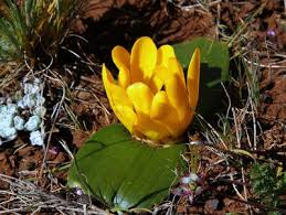 Image result for Daubenya