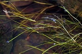 Image result for Isolepis