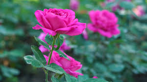 Available for hd, 4k, 5k pc, mac, desktop and mobile phones. Pink Rose 4k 3840x2160 Wallpaper Teahub Io