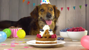Als beste freunde des menschen begleiten hunde uns nicht nur auf schritt und tritt, sondern spenden auch in schwierigen zeiten trost. Leckerer Kuchen Fur Deinen Fellfreund Leckerschmecker