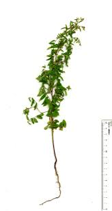 Image result for Phyllanthus pentandrus