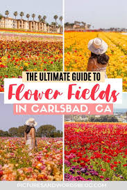 I live in california, so it's important to. The Carlsbad Flower Fields Everything You Need To Know Pictures Words