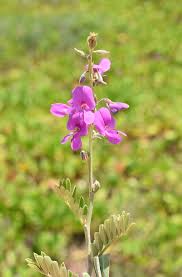 Image result for Tephrosia noctiflora