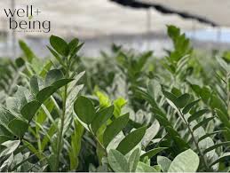 Image result for Zamiokulkas Zamioculcas