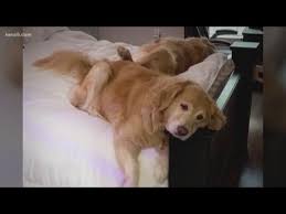 Apply and be matched with a vetted if there are no texas golden retriever puppies nearby with available puppies, can you still help me find a dog? San Antonio Couple Grows Desperate To Find Missing Golden Retrievers Youtube