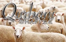Camel qurbani of the year 2018 eid ul azha in pakistan. Simplified Rules For Qurbani According To The Shafi Ee Madhab Darul Uloom Pretoria