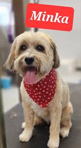 Auntie Em's Doggie Services...