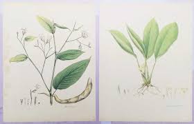Image result for Maranta arundinacea