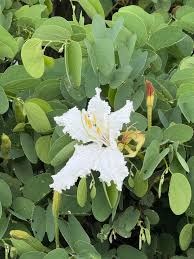 Image result for Bauhinia macrantha