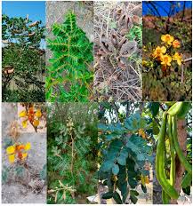 Image result for Fabaceae subfamily Mimosoideae