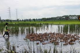 Makhluk hidup di alam ini menempati tempat tertentu sesuai dengan habitatnya. Belajar Pada Penggembala Bebek Di Prambon Nganjuk Halaman 1 Kompasiana Com