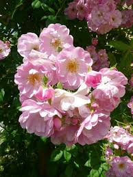 Notre Jardin Secret Belle Rose Fleurs Jardins