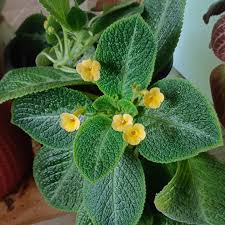 Image result for Episcia reptans