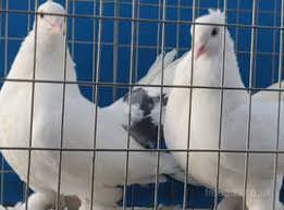 English Carrier Pigeons | Pigeontype