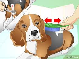 Maybe you would like to learn more about one of these? How To Treat Dog Constipation 9 Steps With Pictures Wikihow