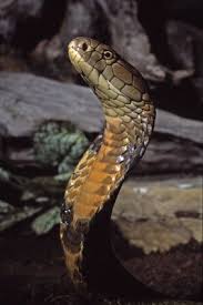 I dont use twitter, this account is just to prevent fake accounts Pin On The King Cobra Snake Ophiophagus Hannah