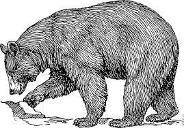 Free Image On Pixabay Bear Grizzly Black Animal Grizzly Bear Drawing Black Bear Tattoo Bear Drawing