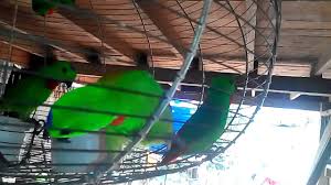 Kebiasaanya jebak yang kerap digunakan. Serindit No1 Ku By Ombak Rindu