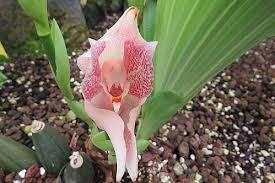 Agro jurnal | part 2 cara jaga dan tanam pokok bunga ros bunga mawar.sumber gambar dari berita harian. Petua Tentang Cara Menanam Anguloa Tanaman