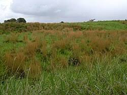 Image result for Elymandra