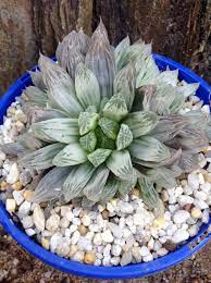 Pin On Haworthia