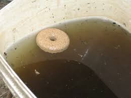Adult, female mosquitoes lay eggs on the surface of fresh or stagnant water. Mosquito Larvae In Standing Water Sun And Shade Gardening