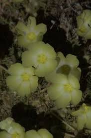 Image result for Grielum