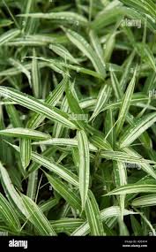 Image result for Pleioblastus fortunei