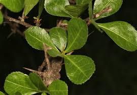 Image result for Commiphora pteleifolia