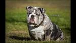 Pricing - Planet Merle English Bulldogs - Home of the ...