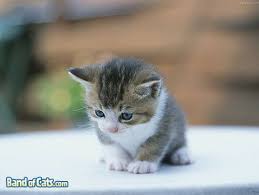 In the latest update kittens were added! Wallpaper Cute Baby Kitten Images Kitten