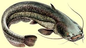 Silure Poisson Dessin Poisson Poisson Peche Poisson