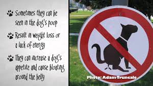 My question is that we live in an apartment, and although i know in this article it says to replace soil in soiled areas, but should i. How To Identify Different Dog Worms With Pictures Wikihow