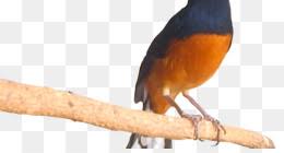 Choose from 10+ murai batu graphic resources and download in the form of png, eps, ai or psd. Bird Logo