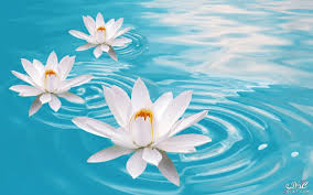 خلفيات زهور لسطح المكتب صور ورود رائعه خلفيا سطح المكتب Lily Wallpaper Flower Wallpaper Water Lilies