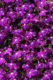 Image result for Lobelia erinus