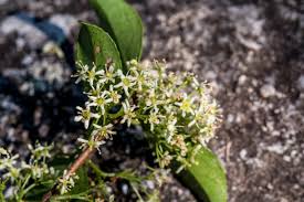 Image result for Gymnosporia glaucophylla