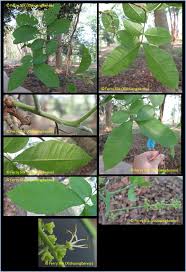 Image result for Stadmannia