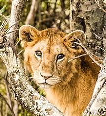 This easy guide gives you the resources necessary to find projects and to get involved today. Wildlife Wikipedia